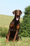 DOBERMANN 1085